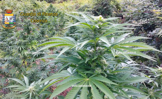 Centrale-marijuana-cetraro-bis.jpg