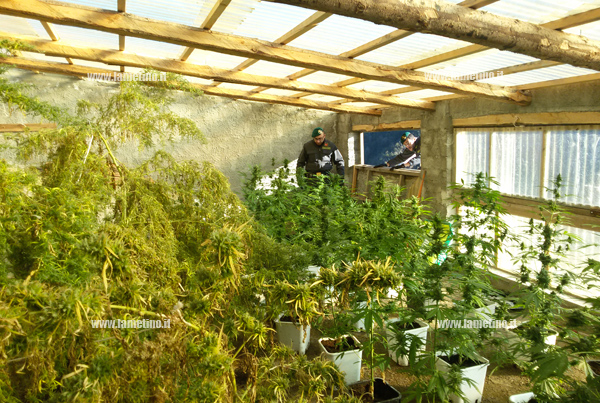 Calabria: Scoperta a Cetraro centrale della marijuana