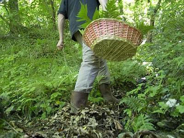 "Andare a funghi ma con buon senso", appello Soccorso Alpino 