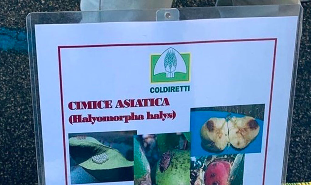 Coldiretti Calabria: "Cimice asiatica: chiesto a prefetture e sindaci azione prevenzione e monitoraggio"