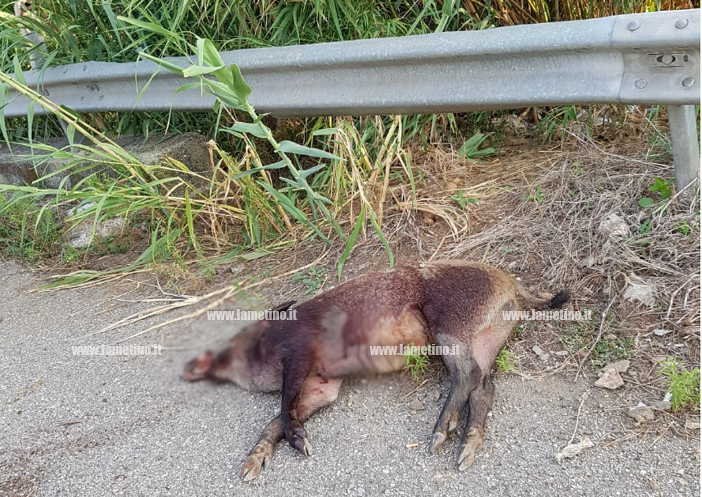 Lamezia, cinghiale trovato morto per strada a Sant’Eufemia