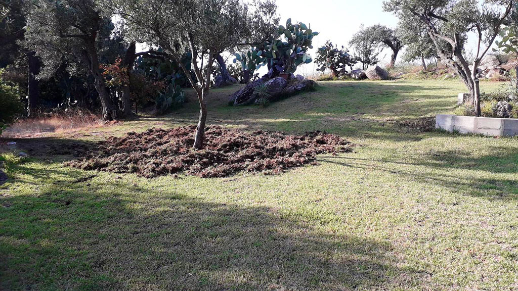 Coldiretti Calabria: "Cinghiali invadono anche la Casa di Spiritualità Nazareth a Staletti"