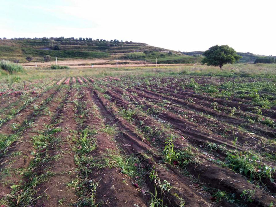 Intimidazione ad azienda gruppo Goel a Briatico, estirpate cipolle