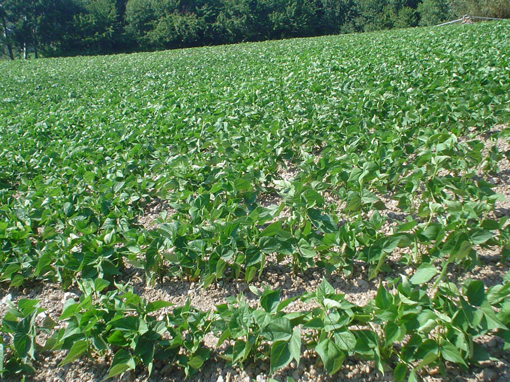 Al via ciclo di seminari finalizzati a stimolare l’imprenditoria giovanile in agricoltura in Calabria