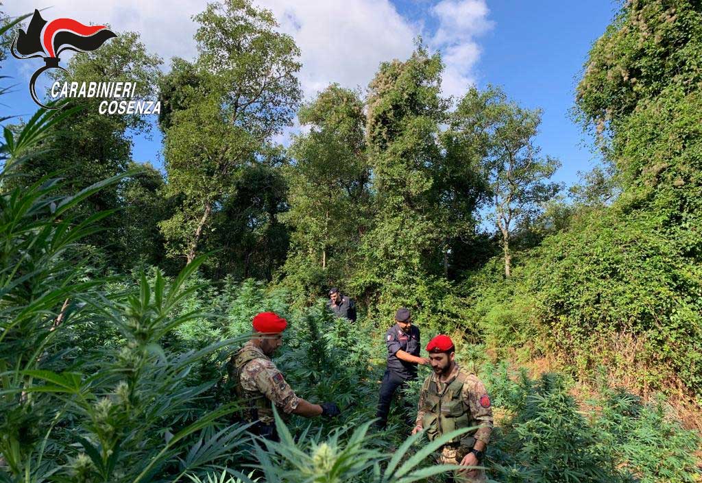 Coltivavano 780 piante di marijuana a Cetraro, due arresti