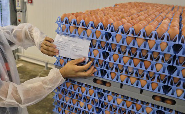 Codacons: “Uova contaminate, ora controlli a tappeto anche sui prodotti derivati”