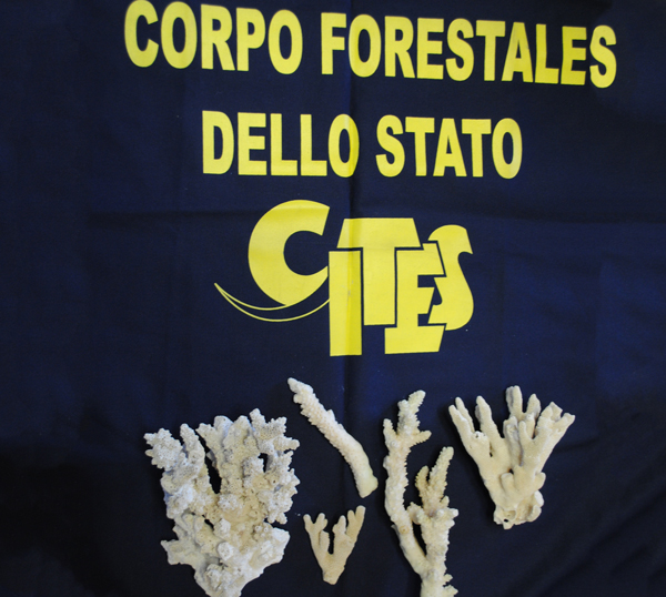 Corallocfs.jpg