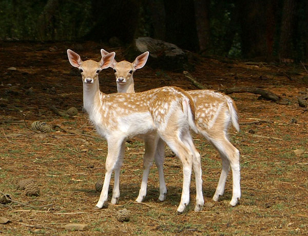 Nati due daini in Sila, si chiamano Romeo e Giulietta 