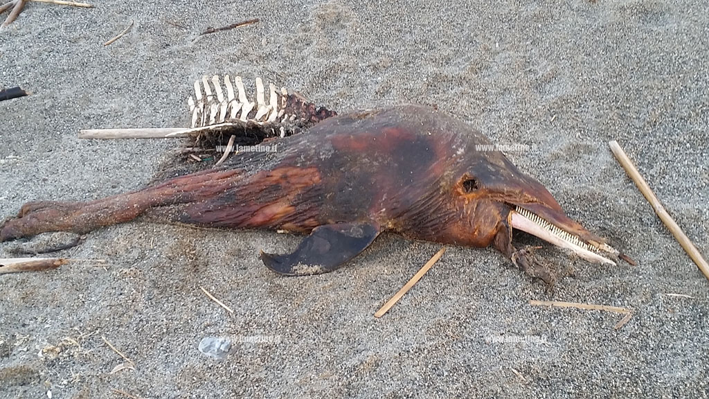 Lamezia, due carcasse di delfini trovate su spiaggia lungomare Ginepri