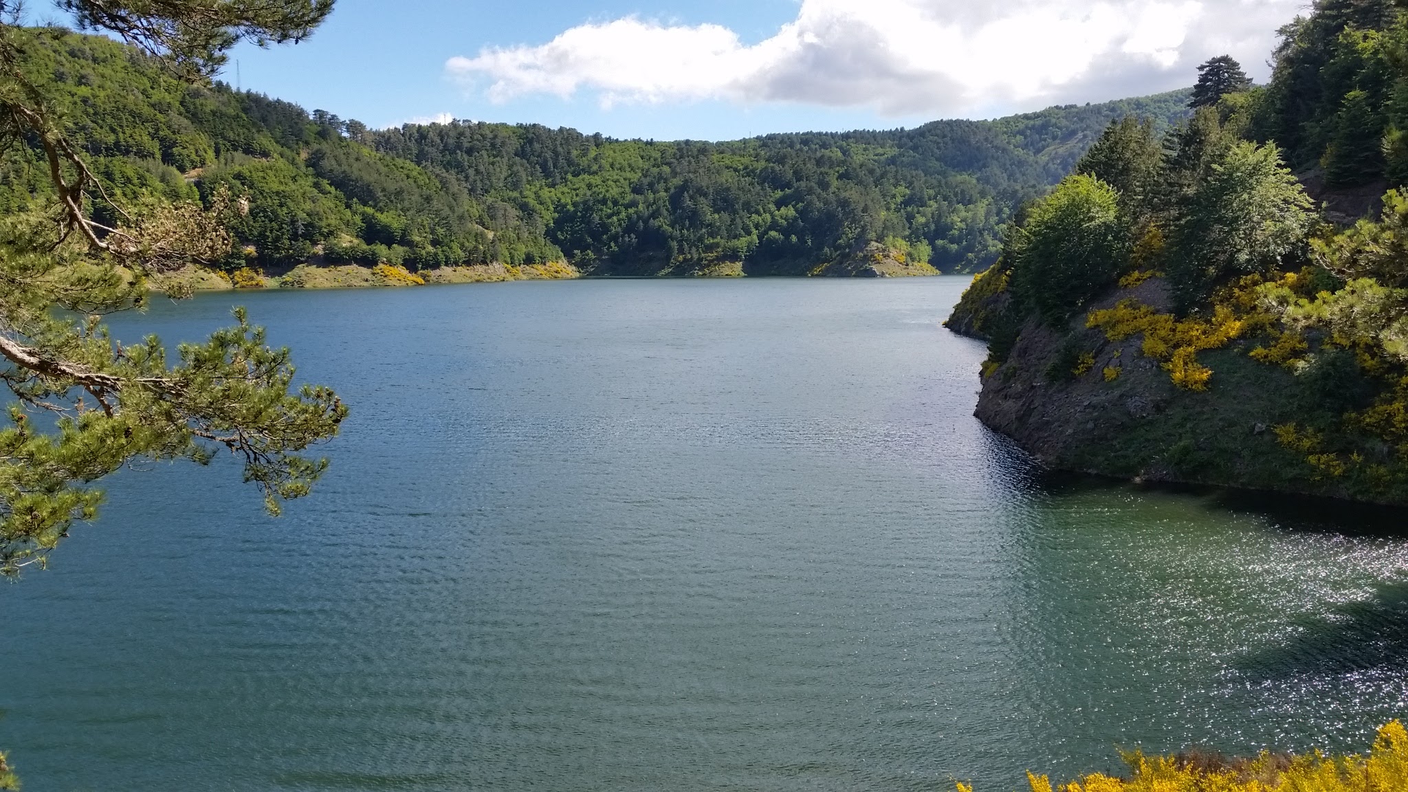 In Aspromonte il rovere più vecchio del mondo, ha mille anni