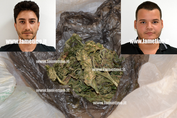  Lamezia: Scoperta nuova piantagione di canapa, due arresti 
