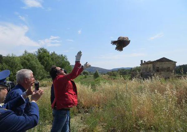 Torna in natura il falco curato da volontari del Cras di Rende