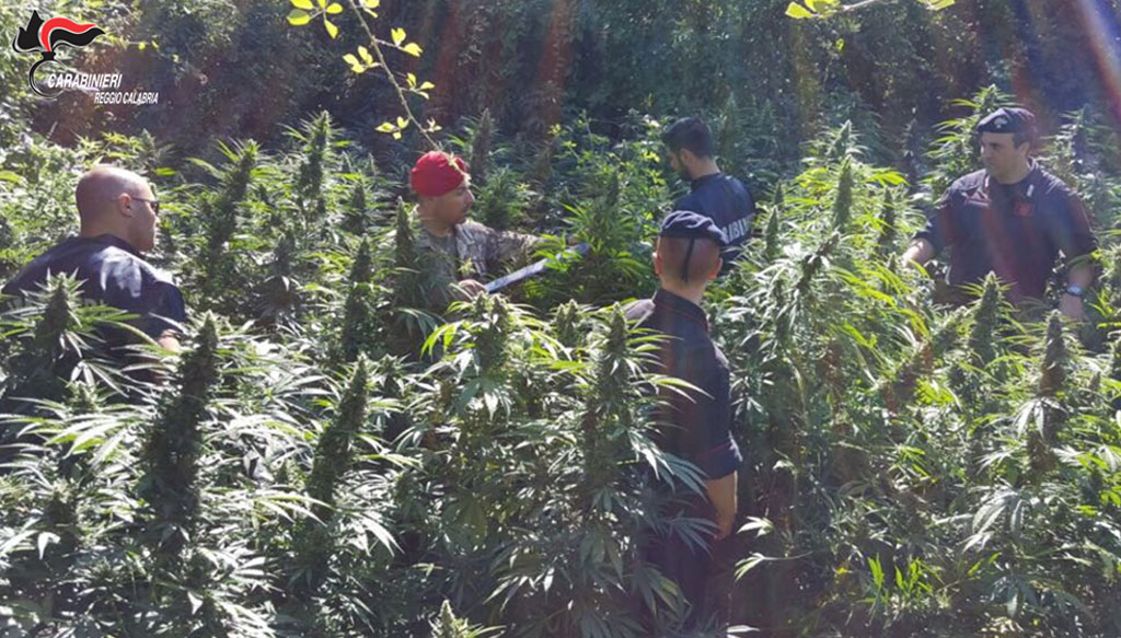 Scoperte oltre mille piante di marijuana e un essiccatoio nel reggino - VIDEO