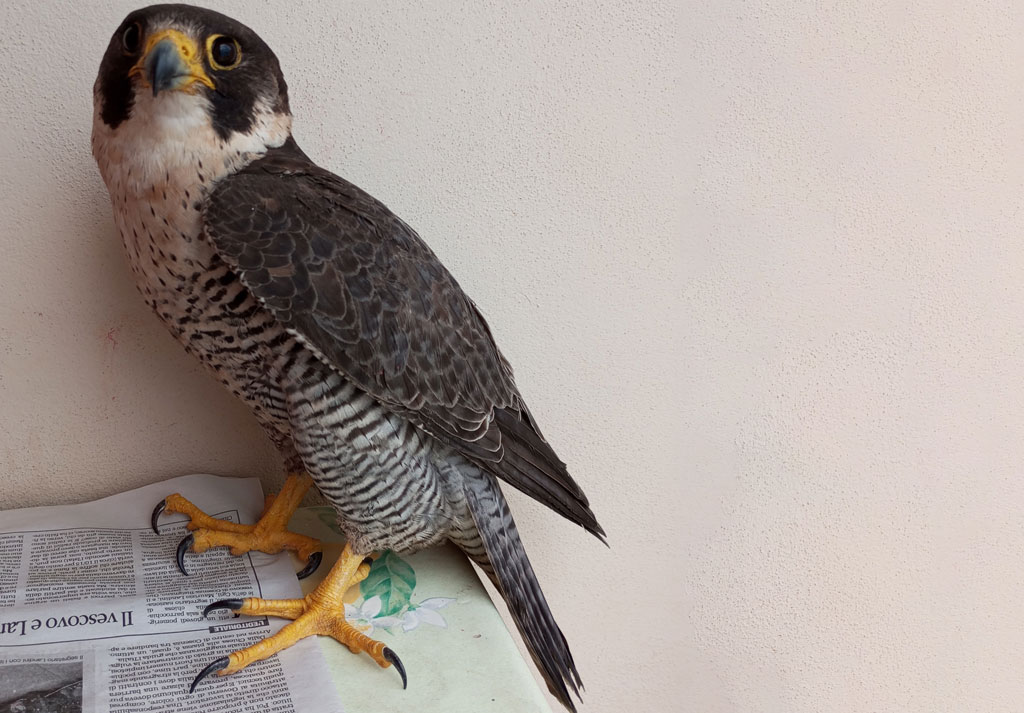 Falco-pellegrino-Vibo-6-2025_71f03.jpg