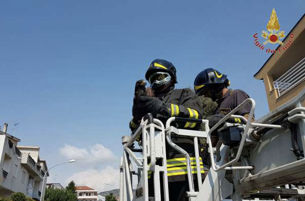 Vigili del Fuoco salvano rapace rimasto incastrato su antenna a Reggio