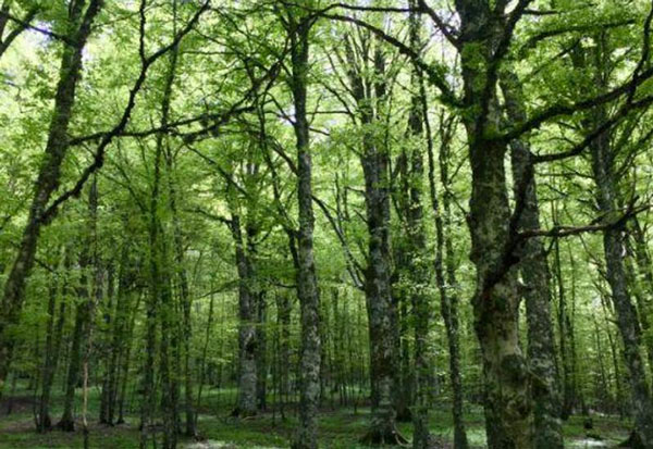 Regione, 14 milioni per la valorizzazione del patrimonio forestale