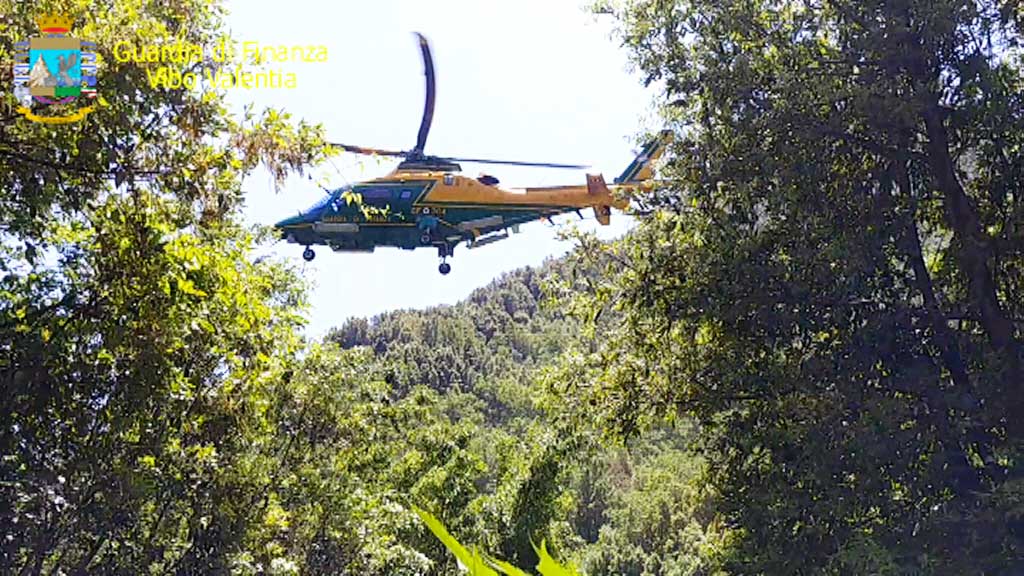 Guardia di finanza individua 5 piantagioni di canapa indiana e distrugge 268 piante nel vibonese