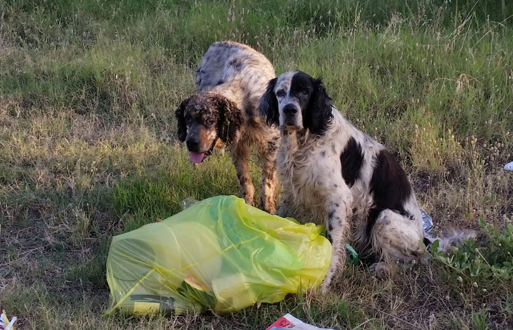 Animalisti calabresi: “Piano strategico contro randagismo muore nell'indifferenza di una Regione arretrata”