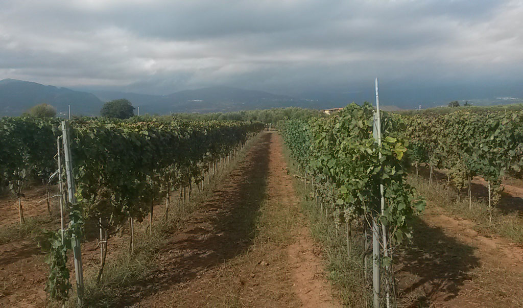 Coldiretti: vigneti, in Calabria lo stato vegetativo delle uve è ottimo