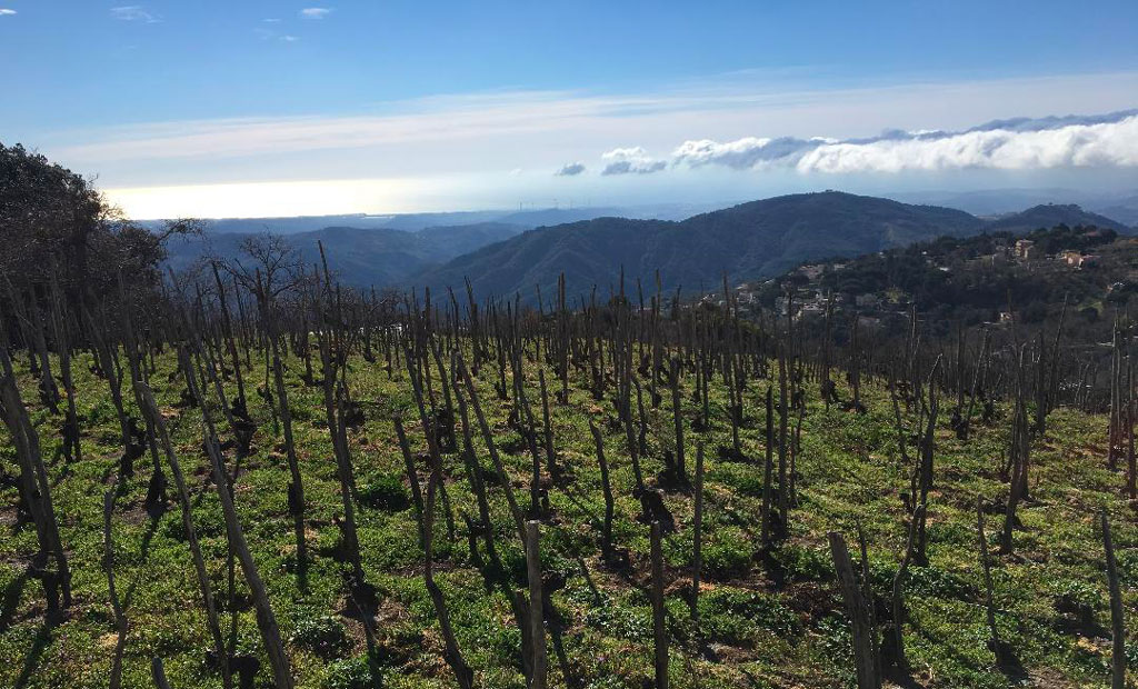 Passeggiata del gruppo trekking Sant’Elia Pentone sul "sentiero del vino"
