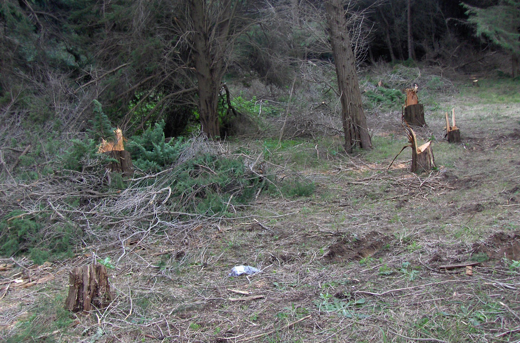 Abbattimento e furto di cipressi, due denunce a Isola Capo Rizzuto