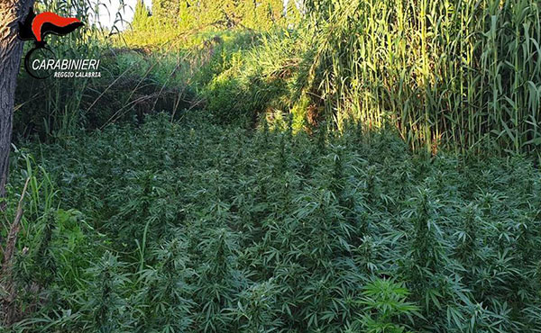 Sequestrata piantagione di circa 200 piante di marijuana nel Reggino