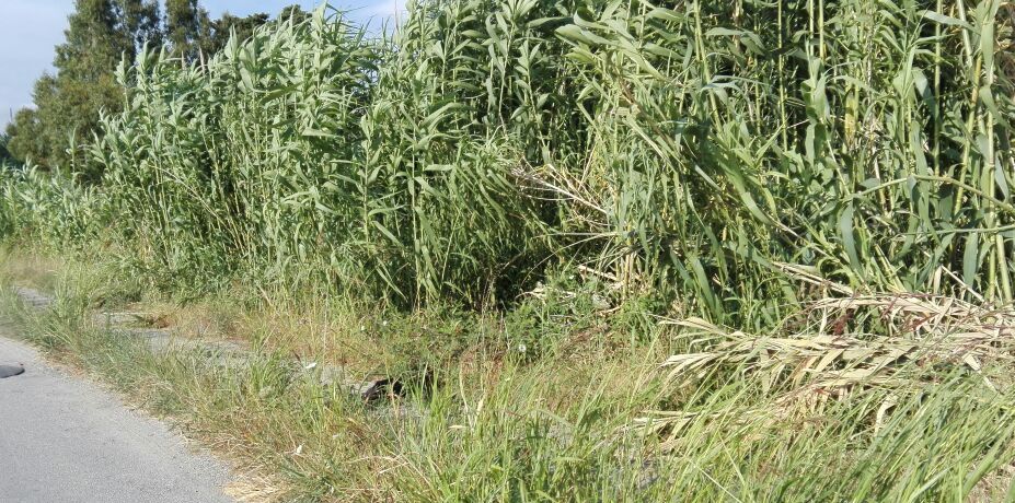 Lamezia, consigliere Cutrì denuncia incuria e degrado in località Marinella