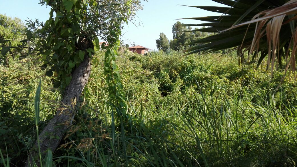Foto_Marinella_2.jpg