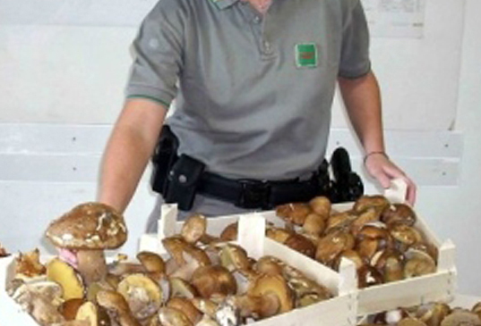 Commercio irregolare di funghi, Forestale ne sequestra 30 chili in Sila