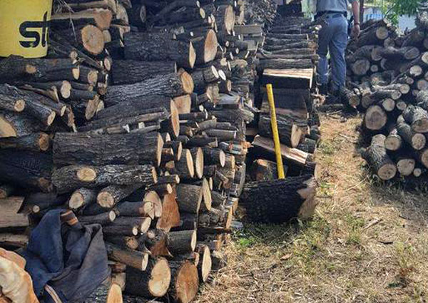 Furto di legna in bosco nel cosentino, denunciato uomo