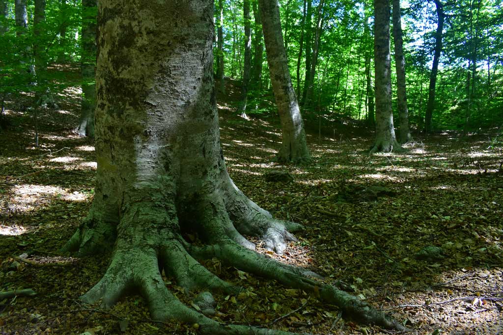 Escursione e concerto per la foresta alla faggeta di Condrò il 13 agosto conclude Festival delle Erranze e della Filoxenia