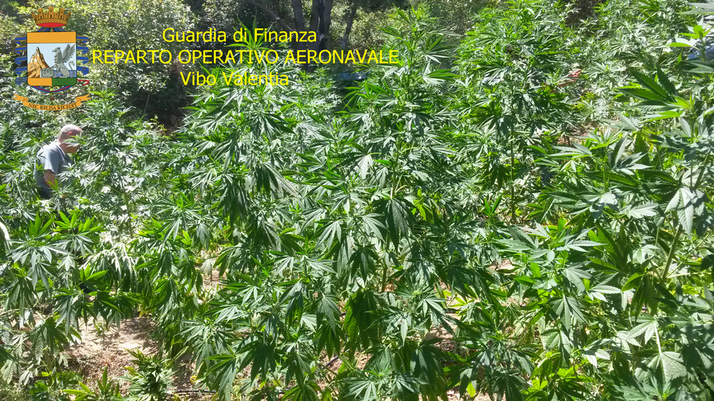 GDF-canapa-Caulonia-11.jpg