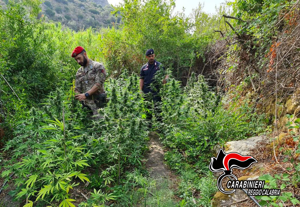 Piantagione di canapa indiana sequestrata dai carabinieri nel Reggino, 3 arresti