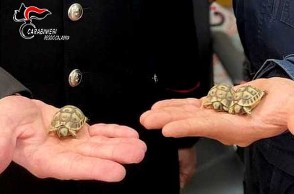 Coltivazione illecita di marijuana e detenzione di "testuggini di hermann": 2 arresti nel Reggino