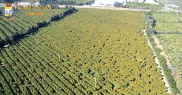 Finanziamenti indebiti nel settore agricolo, 70 denunce tra Lamezia e Catanzaro - VIDEO