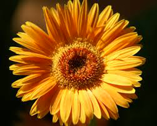 Legalità: a Rosarno apertura Giornate Gerbera gialla 2015