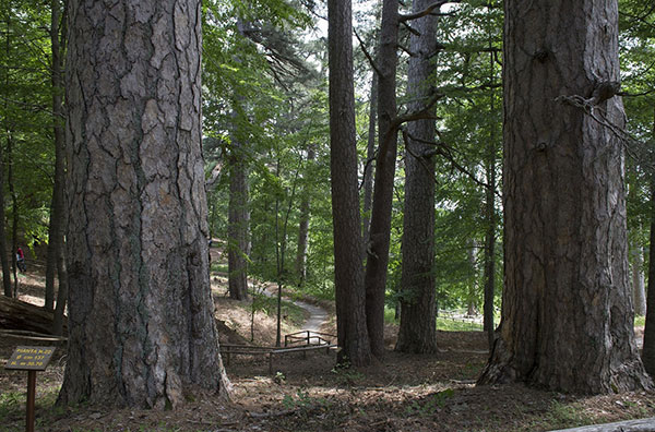 Il Fai riapre area "Giganti della Sila", sarà possibile visitare i secolari alberi del bosco seicentesco