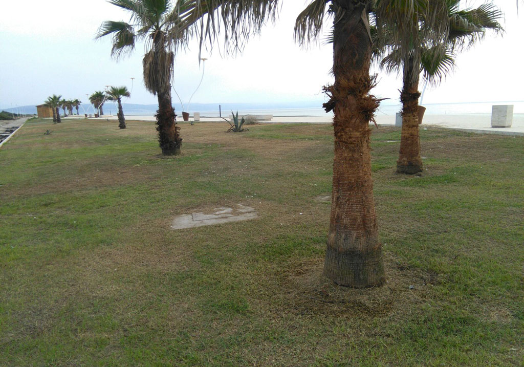 Ginepri-PIneta_Lamezia2.jpg