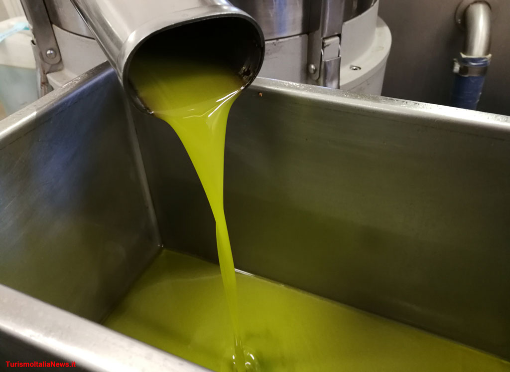 Coldiretti: “Produzione olio a picco in Calabria, chiediamo stato di calamità”