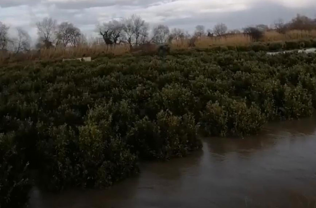 Maltempo, fiume Crati rompe argini a Corigliano Rossano: allagati agrumeti