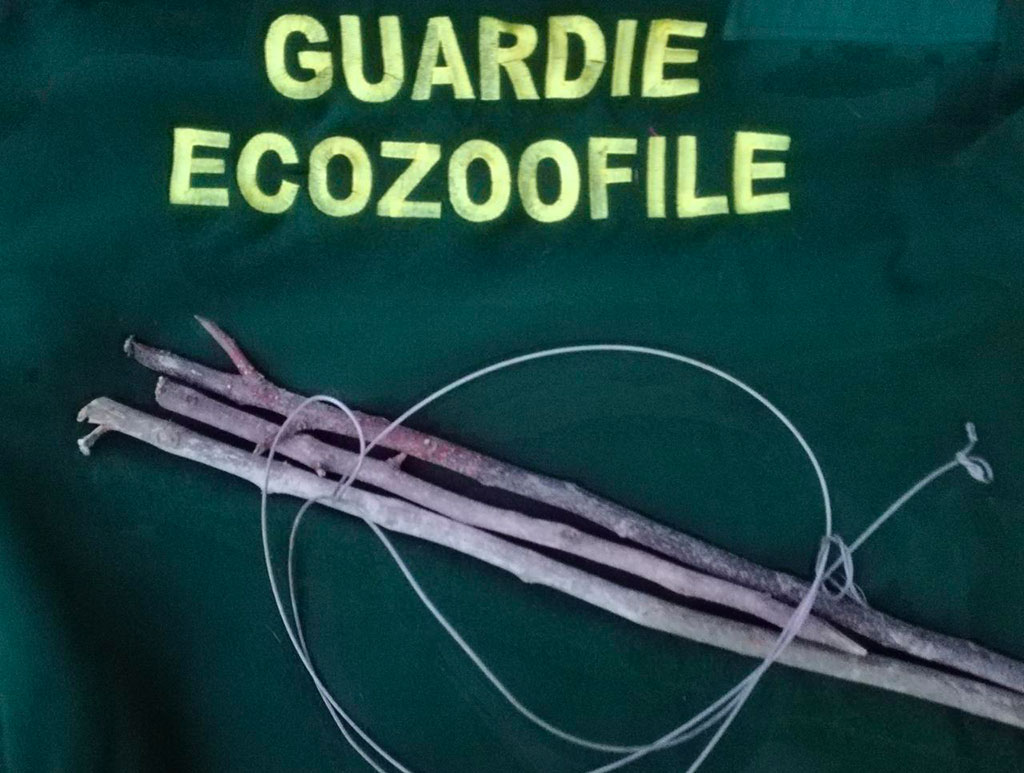 Cane ferito e intrappolato in un cappio metallico a Cirò Marina, intervengono guardie ecozoofile
