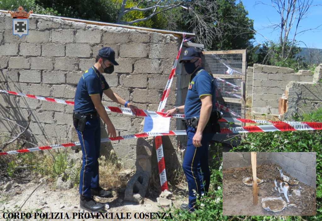 Gatti detenuti in cattive condizioni a San Giovanni in Fiore, Polizia Provinciale sequestra fabbricato: una denuncia