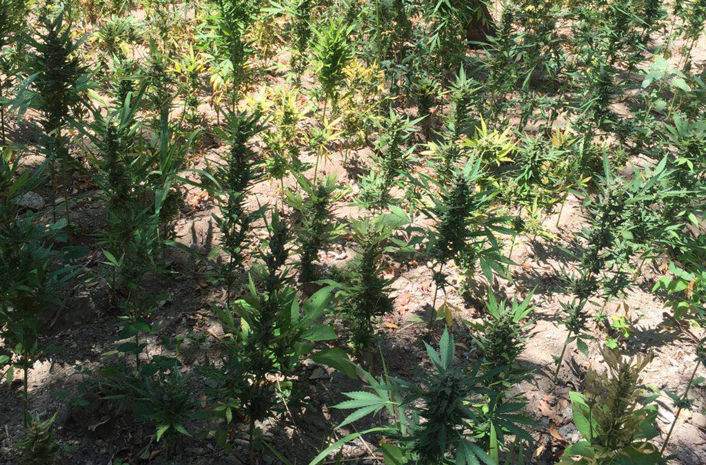 Scoperte 800 piante marijuana a Marcellinara