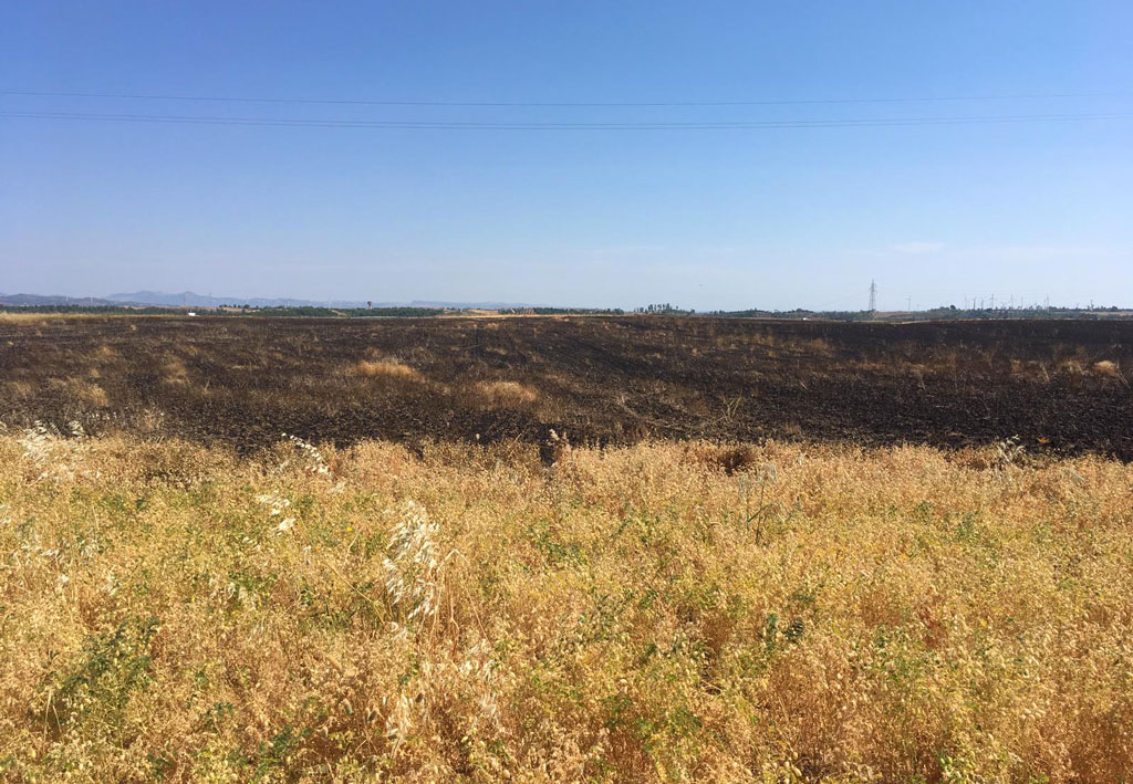 Incendiati 15 ettari di grano in azienda agricola crotonese