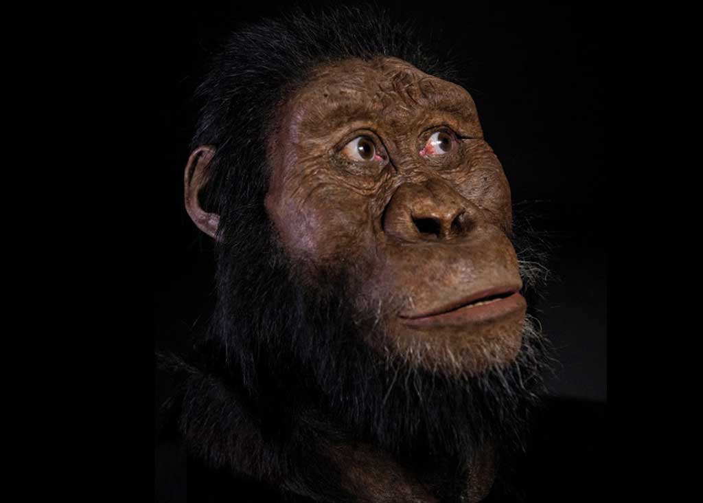 Il-ritratto-dell-antenato-di-Lucy-fonte--Matt-Crow-Cleveland-Museum-of-Natural-History.jpg