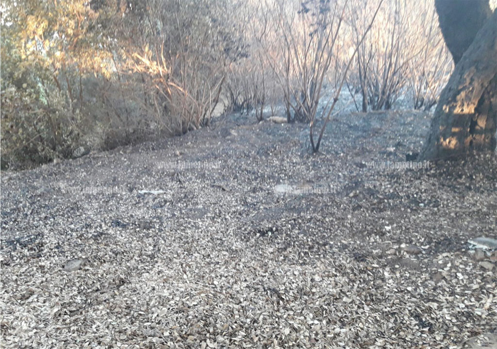 Incendi_piano-Luppino_4.jpg