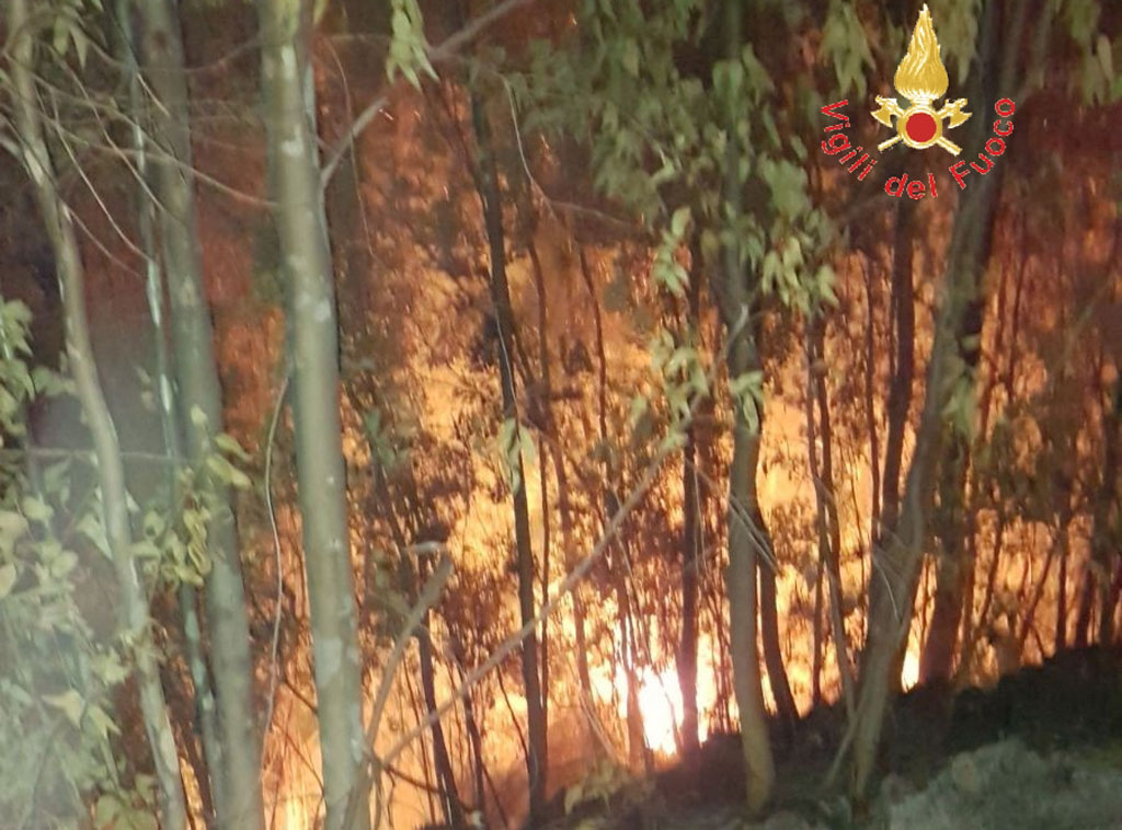 Incendio nella notte in bosco a Sellia, intervengono vigili per domare le fiamme