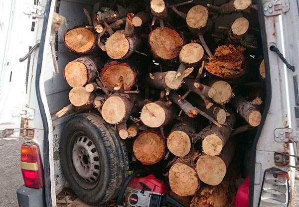 Sorpreso mentre ruba legna in pineta nel Comune di Borgia, arrestato 52enne