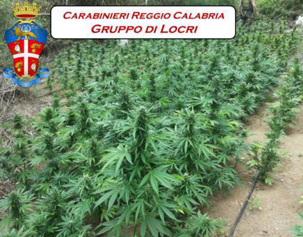 Sorpresi a coltivare canapa indiana a Bovalino, arrestati 2 cugini