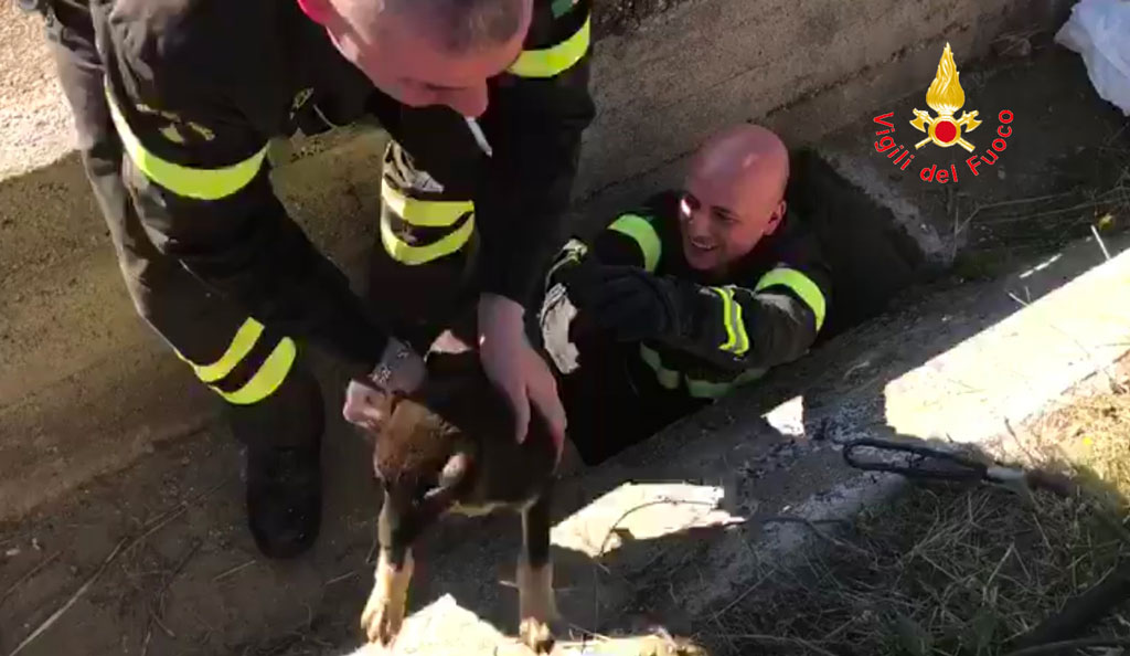 Cucciolo cade in pozzetto a Catanzaro, salvato dai vigili del fuoco